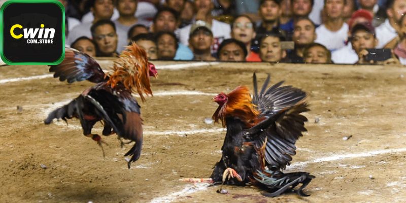 Loại hình đá gà trực tuyến đang rất nổi bật tại nhà cái